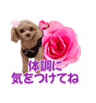 トイプーティナちゃん13薔薇とデカ文字編（個別スタンプ：8）
