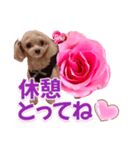 トイプーティナちゃん13薔薇とデカ文字編（個別スタンプ：10）