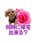 トイプーティナちゃん13薔薇とデカ文字編（個別スタンプ：11）