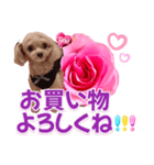 トイプーティナちゃん13薔薇とデカ文字編（個別スタンプ：12）