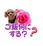 トイプーティナちゃん13薔薇とデカ文字編（個別スタンプ：13）