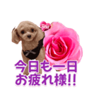 トイプーティナちゃん13薔薇とデカ文字編（個別スタンプ：14）