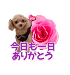 トイプーティナちゃん13薔薇とデカ文字編（個別スタンプ：15）