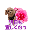 トイプーティナちゃん13薔薇とデカ文字編（個別スタンプ：16）