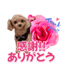 トイプーティナちゃん13薔薇とデカ文字編（個別スタンプ：17）