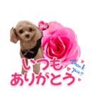 トイプーティナちゃん13薔薇とデカ文字編（個別スタンプ：18）