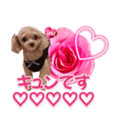 トイプーティナちゃん13薔薇とデカ文字編（個別スタンプ：20）