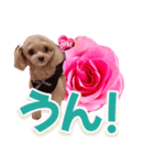 トイプーティナちゃん13薔薇とデカ文字編（個別スタンプ：21）