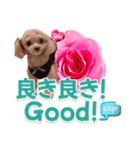 トイプーティナちゃん13薔薇とデカ文字編（個別スタンプ：24）