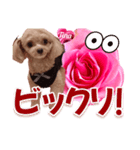 トイプーティナちゃん13薔薇とデカ文字編（個別スタンプ：30）