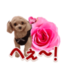 トイプーティナちゃん13薔薇とデカ文字編（個別スタンプ：31）