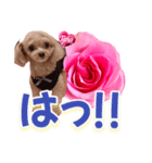 トイプーティナちゃん13薔薇とデカ文字編（個別スタンプ：34）