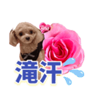 トイプーティナちゃん13薔薇とデカ文字編（個別スタンプ：36）