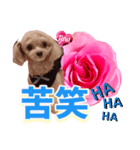 トイプーティナちゃん13薔薇とデカ文字編（個別スタンプ：37）