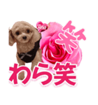 トイプーティナちゃん13薔薇とデカ文字編（個別スタンプ：38）