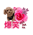 トイプーティナちゃん13薔薇とデカ文字編（個別スタンプ：39）