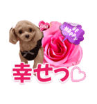 トイプーティナちゃん13薔薇とデカ文字編（個別スタンプ：40）