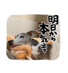 猫猫猫猫猫、犬（個別スタンプ：2）