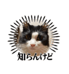 猫猫猫猫猫、犬（個別スタンプ：3）