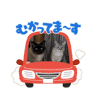 猫猫猫猫猫、犬（個別スタンプ：5）