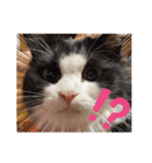 猫猫猫猫猫、犬（個別スタンプ：6）