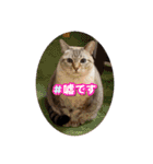 猫猫猫猫猫、犬（個別スタンプ：7）