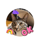 猫猫猫猫猫、犬（個別スタンプ：8）