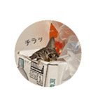 猫猫猫猫猫、犬（個別スタンプ：9）