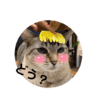 猫猫猫猫猫、犬（個別スタンプ：10）