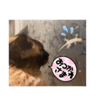 猫猫猫猫猫、犬（個別スタンプ：11）