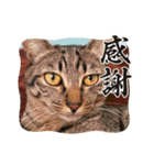 猫猫猫猫猫、犬（個別スタンプ：12）