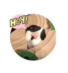 猫猫猫猫猫、犬（個別スタンプ：13）