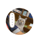猫猫猫猫猫、犬（個別スタンプ：15）