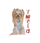 トッポとアポロの日常1（個別スタンプ：1）
