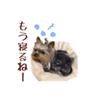 トッポとアポロの日常1（個別スタンプ：4）