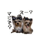 トッポとアポロの日常1（個別スタンプ：7）