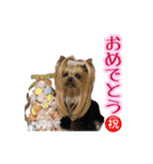トッポとアポロの日常1（個別スタンプ：12）