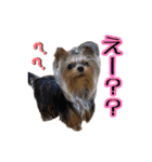 トッポとアポロの日常1（個別スタンプ：14）