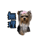 トッポとアポロの日常1（個別スタンプ：15）
