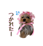 トッポとアポロの日常1（個別スタンプ：17）