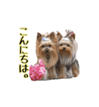 トッポとアポロの日常1（個別スタンプ：18）