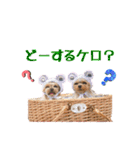 トッポとアポロの日常1（個別スタンプ：25）