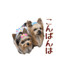 トッポとアポロの日常1（個別スタンプ：26）