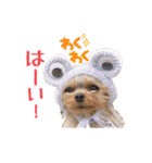 トッポとアポロの日常1（個別スタンプ：27）