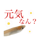 めだか！！！！！（個別スタンプ：2）