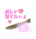 めだか！！！！！（個別スタンプ：15）