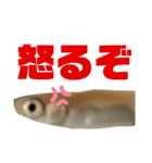 めだか！！！！！（個別スタンプ：20）