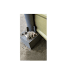 フィリピンのちっちゃい子猫（個別スタンプ：3）