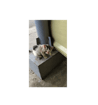 フィリピンのちっちゃい子猫（個別スタンプ：4）