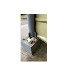 フィリピンのちっちゃい子猫（個別スタンプ：5）